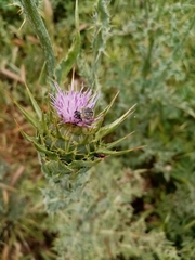 Oxythyrea funesta