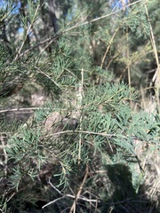 Melaleuca rhaphiophylla