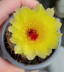 Parodia ottonis