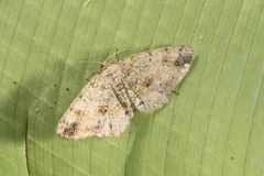 Melanolophia bugnathos