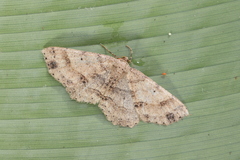 Melanolophia bugnathos