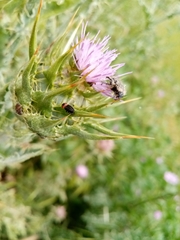 Oxythyrea funesta