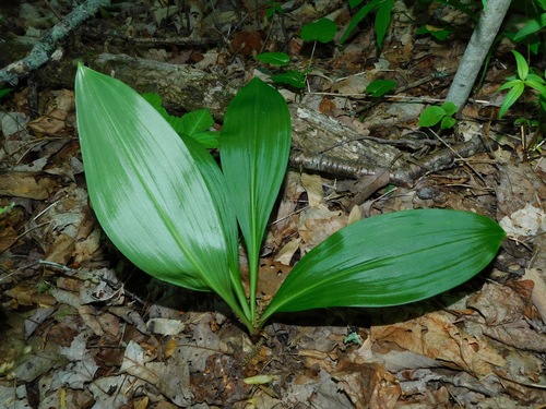 Melanthium parviflorum, photograph 6