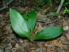 Melanthium parviflorum, photograph Michael J. Papay, CC BY, iNaturalist via GBIF