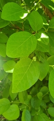 Styrax officinalis