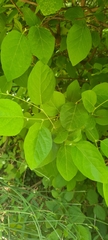 Styrax officinalis