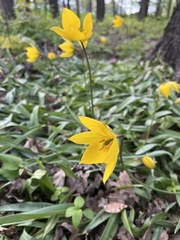 Tulipa sylvestris biebersteiniana