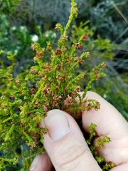 Erica subcapitata