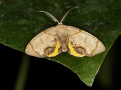 Achrosis incitata
