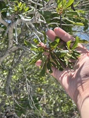 Morella cerifera image