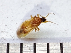 Amphiareus obscuriceps