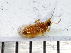 Amphiareus obscuriceps