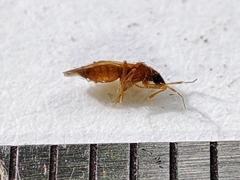 Amphiareus obscuriceps