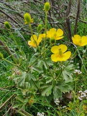 Ranunculus cortusifolius image