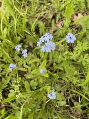 Myosotis sylvatica