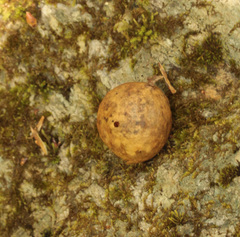 Amphibolips quercusinanis