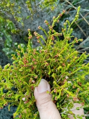 Erica subcapitata