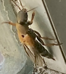 Platydracus chalcocephalus