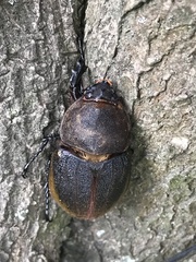 Dynastes septentrionalis