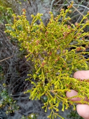 Erica subcapitata