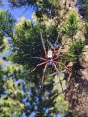Trichonephila inaurata inaurata