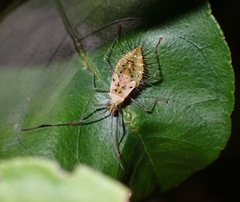 Heteroptera