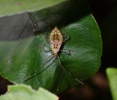 Heteroptera