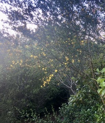 Calicotome spinosa