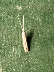 Plutella porrectella