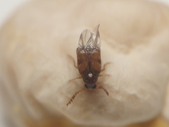 Callosobruchus maculatus