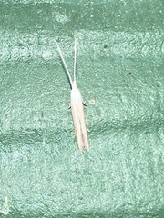 Plutella porrectella