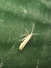 Plutella porrectella