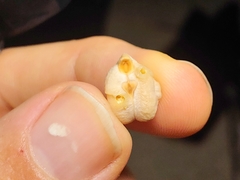 Callosobruchus maculatus