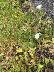 Calystegia macrostegia macrostegia