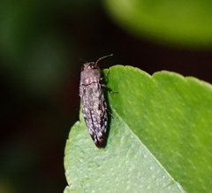 Buprestidae