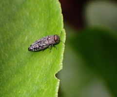 Buprestidae