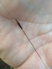 Piptochaetium avenaceum