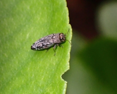 Buprestidae