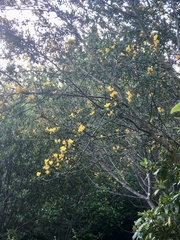 Calicotome spinosa
