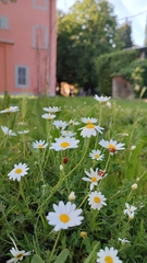 Coccinella septempunctata