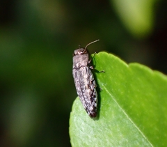 Buprestidae