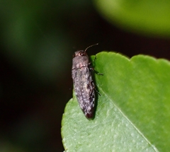 Buprestidae