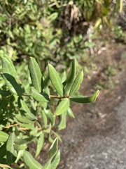 Quercus pumila