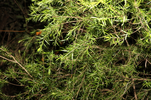 Image of Melaleuca bracteata by (c) Greg Tasney, some rights reserved (CC BY-SA)