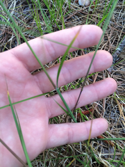 Piptochaetium avenaceum