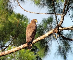 Spilornis holospilus