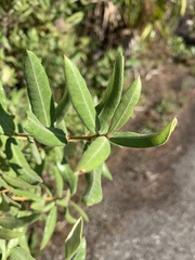 Quercus pumila