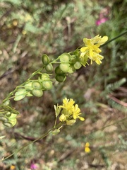 Biscutella auriculata