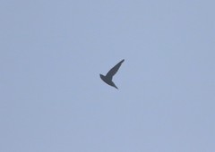 Hirundapus giganteus