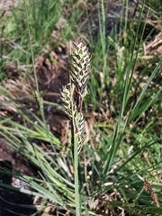 Carex buxbaumii